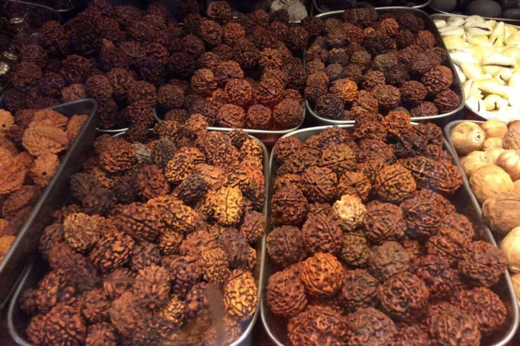 Graines de rudrakshas