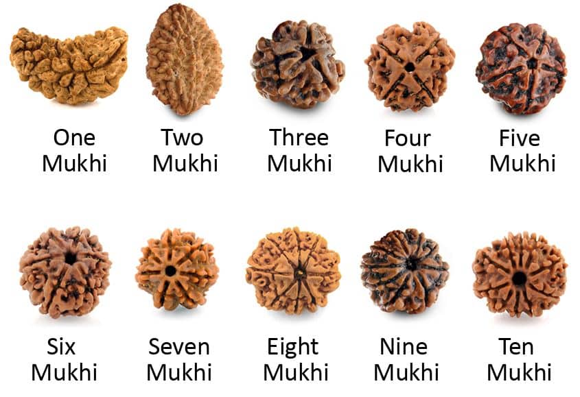 Liste des différents mukhi de Rudrashkas