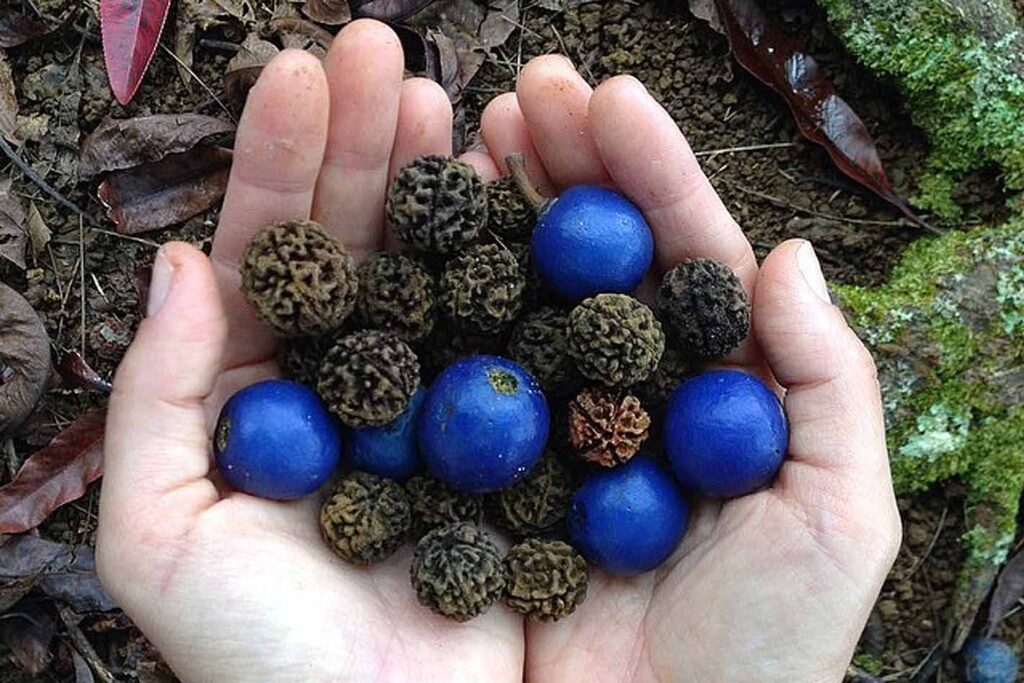 Mains tenant des graines de rudrakshas utilisées pour la méditation et l'éveil spirituel