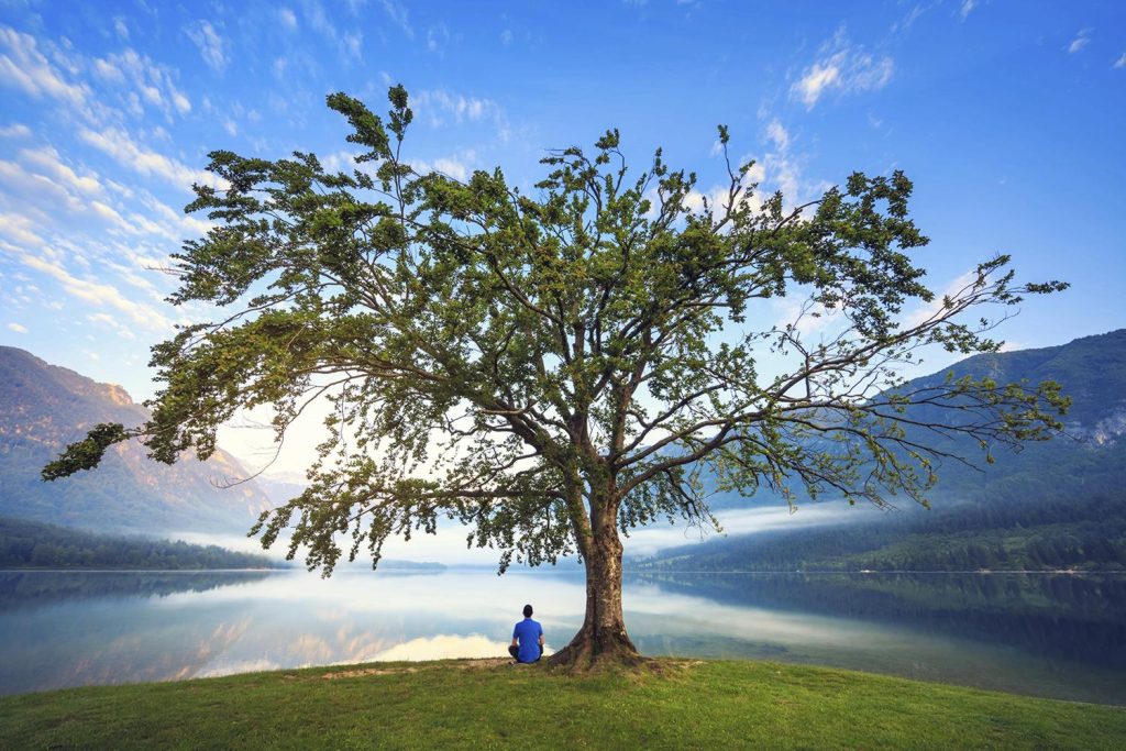 Meditator sitting under a large tree facing a lake, symbolizing grounding and Kundalini awakening.